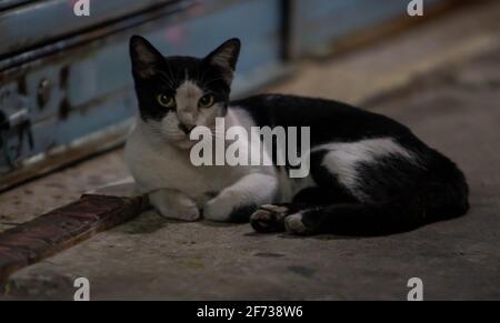 Straßenkatze, die spät in der Nacht in der Stadt herumhing Stockfoto