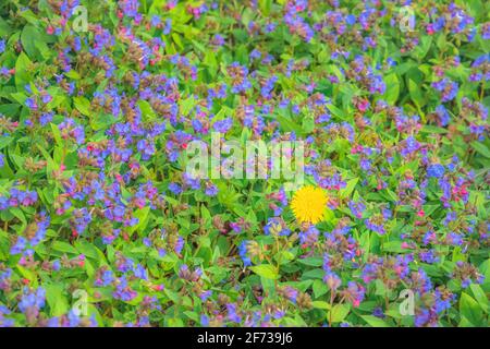 Ein einsamer, isolierter, gelber Löchenkerz (Taraxacum) vor einem farbenfrohen Hintergrund aus blauen, violetten Blüten und grünen Blättern im Frühling. Stockfoto