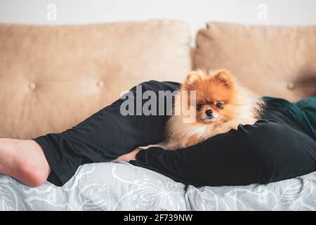 Der pommersche Hund sitzt auf den Beinen seines menschlichen Freundes Stockfoto