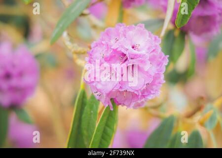 Nahaufnahme einer leuchtend bunten, zarten violetten Rhododendron-Niveumblüte im Frühling. Stockfoto