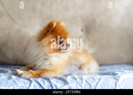 Der pommersche Hund sitzt auf den Beinen seines menschlichen Freundes Stockfoto