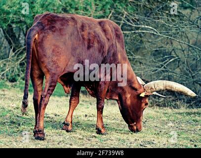 Ein braunes Rind auf der Weide. Die Rasse heißt Ankole-Watusi (Bos taurus watusi), auch bekannt als Ankole Longhorn Stockfoto