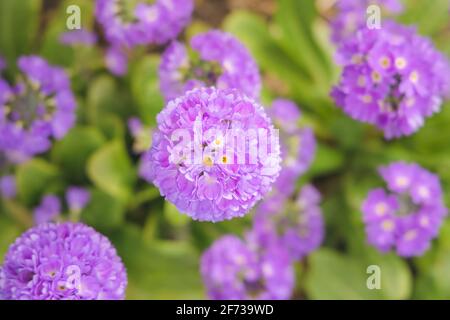 Nahaufnahme von oben einer zartvioletten Primula denticulata-Blume im Frühling mit selektivem Fokus. Stockfoto