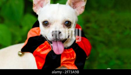 Ein glücklich aussehender Hund ist im Freien mit EINEM Kostüm und Es ist im vertikalen Bildformat außen vor Stockfoto