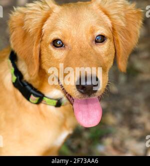 Ein glücklich aussehender Hund ist draußen mit seiner Zunge draußen Im Vertikalen Bildformat Stockfoto