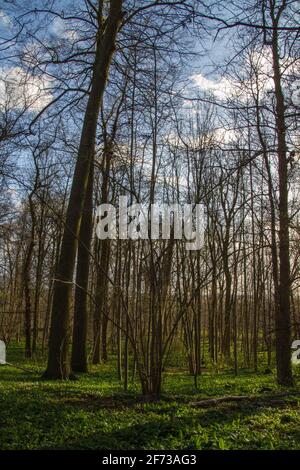 Brüssel - Belgien - 27. März 2021 : der Laerbeek-Wald ist ein 33 Hektar großer Buchenwald in Jette, nordwestlich von Brüssel. Es gehört zur Brüssel-Ca Stockfoto