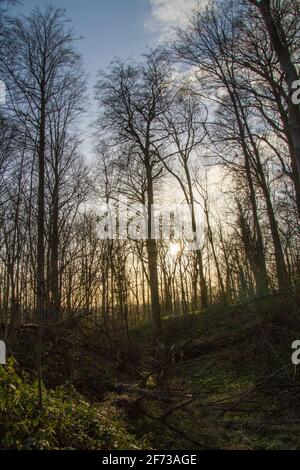 Brüssel - Belgien - 27. März 2021 : der Laerbeek-Wald ist ein 33 Hektar großer Buchenwald in Jette, nordwestlich von Brüssel. Es gehört zur Brüssel-Ca Stockfoto