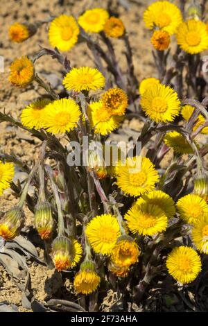 Tussilago farfarfara Coltsfoot-Blüten wachsen auf Lehmböden im frühen Frühjahr, Kräuter Frühlingspollen erster Frühlingsgarten Blumen Stockfoto