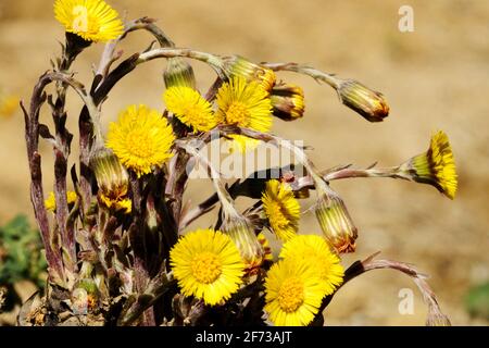 Coltsfoot Blume, Tussilago farfara, Kräuterpflanze. Erste Frühlingsblumen blühende Märzpflanze Frühlingspollen gelbe Blumen wachsen Lehm Boden Hardy Kraut Stockfoto