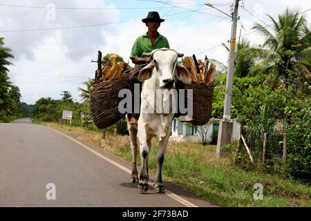 valenca, bahia / brasilien - 20. november 2007: Man nutzt Ochsen als Reittier und um Fracht auf der Autobahn BA 001 in der Stadt Valenca zu transportieren. *** Lokale Obergrenze Stockfoto