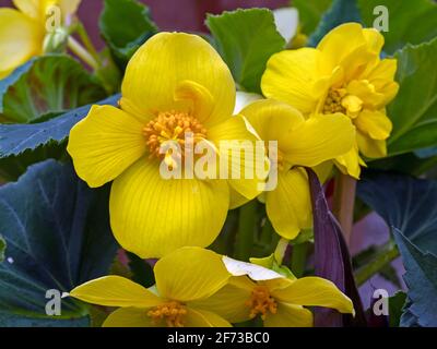 Leuchtend gelbe Sumpfblüten, Caltha palustris Stockfoto