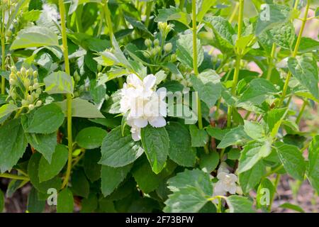 Blühender Jasmin. Sommer Stillleben weißen Jasminblüten. Selektiver Fokus. Stockfoto