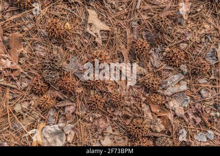 Nahaufnahme der heruntergefallenen getrockneten Schoten von Süßgummi-Samen, die verrottend sind Auf dem Waldboden mit anderen Waldschutt von einem Baum an einem sonnigen Tag im frühen Frühling Stockfoto