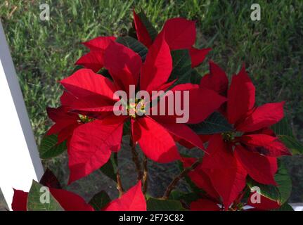 Weihnachtsstern im Frühling Wir sind bereits im Frühling und immer noch erfreut mich mein Weihnachtsstern-Busch mit ihrer Schönheit. Stockfoto