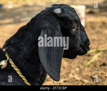 Nahaufnahme des indischen jungen Ziege Portrait Foto Stockfoto