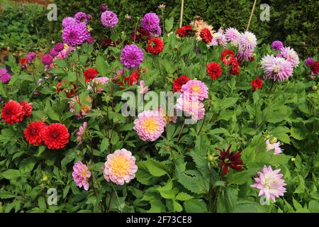In den Sommermonaten wachsen rosa, lila und rote Dahlien-Blüten vom Gemüsebeet im Garten inmitten von Grün Stockfoto