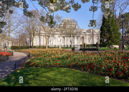 Gorsedd Gardens und Cardiff Museum im Frühling, Cathays, Cardiff, South Wales Stockfoto