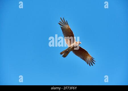 Ansicht einer Chimango-Karakara im Flug, Patagonien, Argentinien Stockfoto