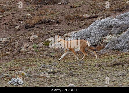 Äthiopischer Wolf (Canis simensis), Erwachsener, der auf Moorland Bale Mountains NP, Äthiopien, tadelt April Stockfoto