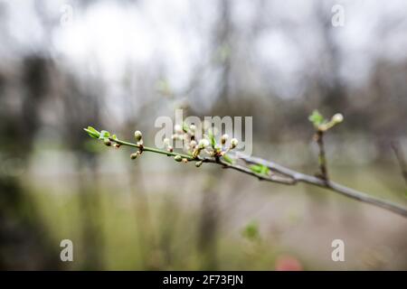 Bild mit geringer Schärfentiefe (selektiver Fokus) mit Knospen auf einem Baumzweig während eines Frühlingsabends. Stockfoto