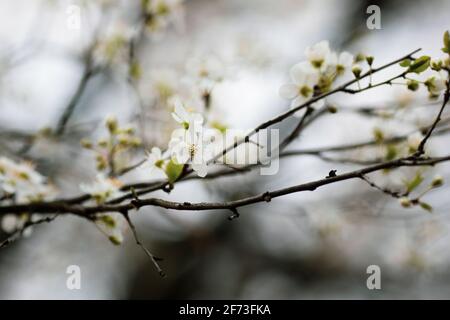 Bild mit geringer Schärfentiefe (selektiver Fokus) und blühenden Apfelbäumen während eines Frühlingsabends. Stockfoto