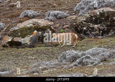 Äthiopischer Wolf (Canis simensis), ein Erwachsener, der auf dem Moorland Bale Mountains NP, Äthiopien, pirdelt April Stockfoto