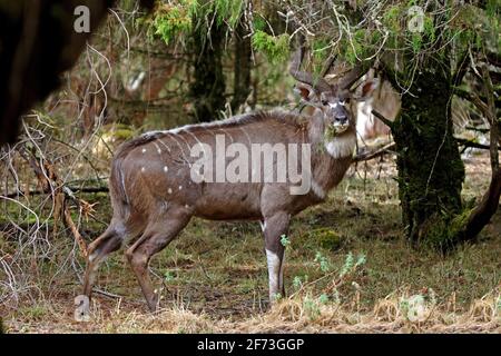 Gedemsa (Tragelaphus buxtoni) männlicher Browsing Tree Bale Mountains NP, Äthiopien April Stockfoto