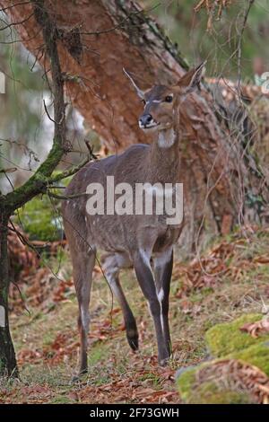 Gedemsa (Tragelaphus buxtoni) Weibchen auf bewaldeten Hügeln Bale Mountains NP, Äthiopien April Stockfoto