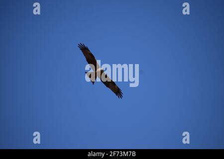 Red Kite Jagd von oben Stockfoto