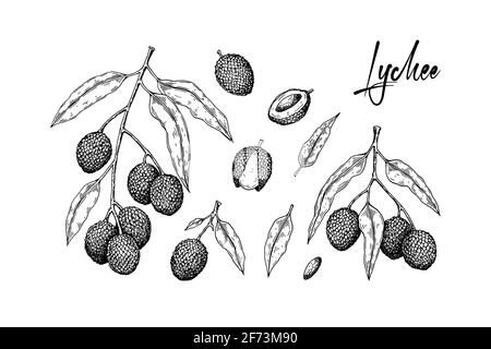 Set von handgezeichneten Litschi-Früchten, Ästen und Blättern isoliert auf weißem Hintergrund. Vektorgrafik im Detail-Skizzenstil Stock Vektor