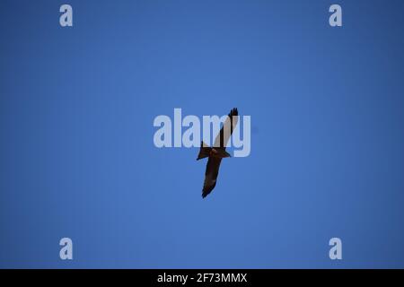 Red Kite Jagd von oben Stockfoto