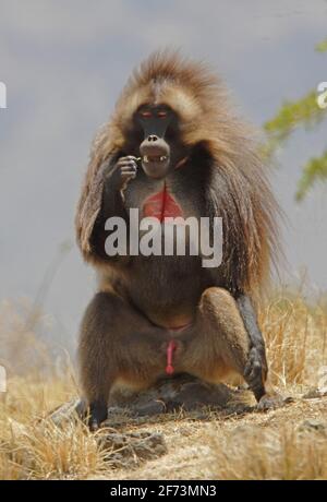 Gelada (Theropithecus gelada) Männchen, das seine Zähne pflückt Debre Libanos Gorge, Äthiopien April Stockfoto