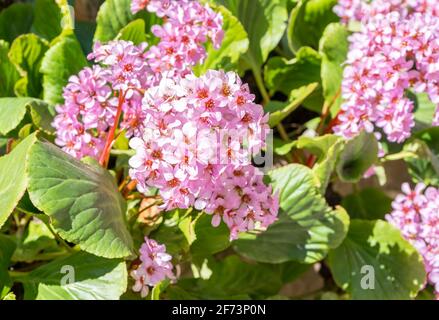 Nahaufnahme der wunderschönen Hortensienblume (Hortensia macrophylla). Blühende und blühende rosa und violette Hortensienpflanze mit grünen Blättern im Frühjahr Stockfoto