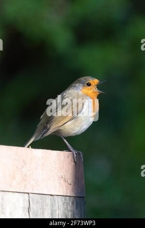 Robin Singing (Erithacus Rubecula), Großbritannien Stockfoto