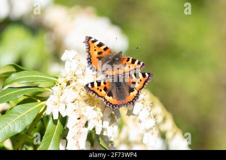 Zwei kleine Schildpatt-Schmetterlinge (Aglais urticae) auf Pieris japonica blüht im Frühjahr - Schottland, Großbritannien Stockfoto