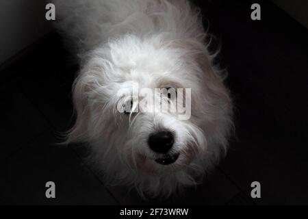 Coton de Tuléar, Schwarz-Weiß-Foto. Der Coton de Tuléar ist eine Rasse von kleinen Hunden, die nach der Stadt Tuléar auf Madagaskar benannt wurde - Bild Stockfoto