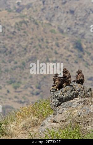 Gelada (Theropithecus gelada) Gruppe von Frauen und Jugendlichen, die auf einem Felsen am Rand der Schlucht Debre Libanos Gorge, Äthiopien, sitzen April Stockfoto