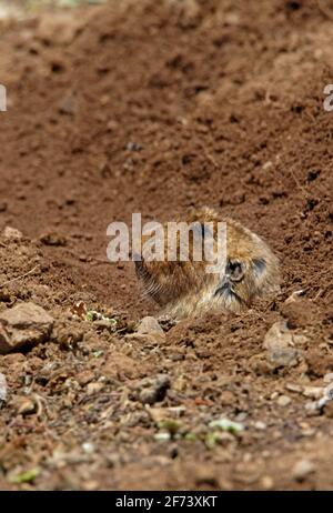 Riesenwurzelratte (Tachyoryctes macrocephalus hecki), Erwachsene, die aus dem Loch Bale Mountains NP, Äthiopien, herausschaut April Stockfoto