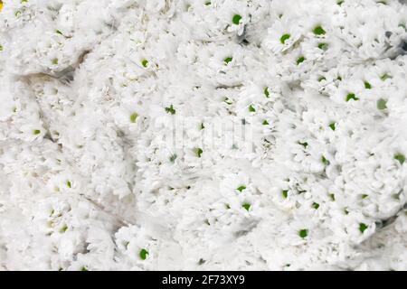 Weiße Chrysanthemen mit grünen Blütenständen Kernsträuße aus nächster Nähe Stockfoto