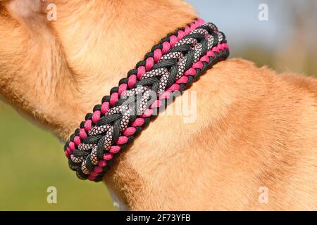 Nahaufnahme eines handgefertigten gewebten Hundehalsragens aus Paracord Material am Hals des roten Hundes Stockfoto