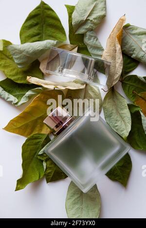 Rechteckige Parfümflasche aus Glas auf trockenen grünen und gelben Blättern Stockfoto