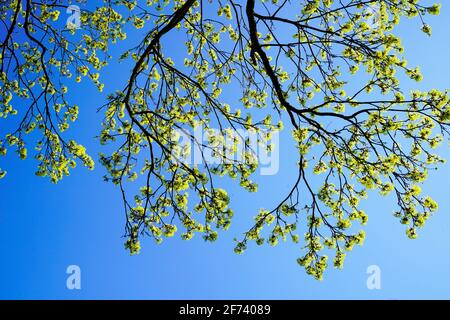 Frische grüne Blätter auf einem Baum. Blauer wolkenloser Himmel im Hintergrund. Frühling. Stockfoto