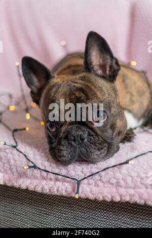 Niedliche braune und schwarze französische Bulldogge, die auf einem Sofa mit Lichterketten liegt. Hund als Geschenk, Weihnachtsstimmung. Stockfoto