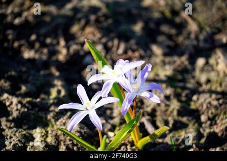 Squill, Scilla. Blaue Blüten im Frühling. Dunkle Erde im Hintergrund. Frühe Frühlingsblumen. Stockfoto