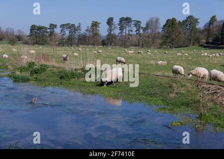 Im Frühling weiden Schafe am Bach in der englischen Landschaft Stockfoto