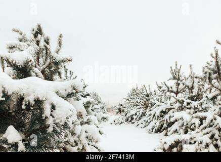 Wintertag im Wald. Schneebedeckte Pinien im Schnee.Schönheit der Natur Konzept Hintergrund. Getönte Stockfoto