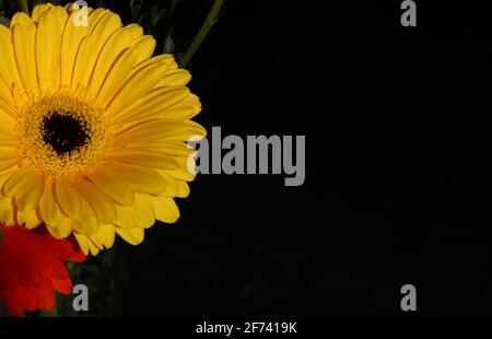 Orangefarbene und gelbe Gerbera-Blüten auf schwarzem Hintergrund mit Kopie Platz Stockfoto