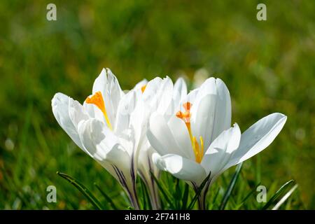 Weiße Krokusse in Nahaufnahme auf einer grünen Wiese. Frühlingsblumen. Stockfoto