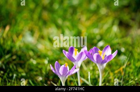 Purple crocuses on a green meadow. Blooming spring flowers. Close up of the flowers. Stockfoto