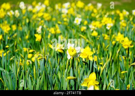 Ein Feld aus gelben Narzissen. Blühende Frühlingsblumen im Garten. Stockfoto